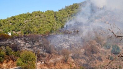 Alanya Orman Yangınına Müdahale: Büyükşehir Ekipleri Sahada, Yetkililer Bilgi Paylaşıyor