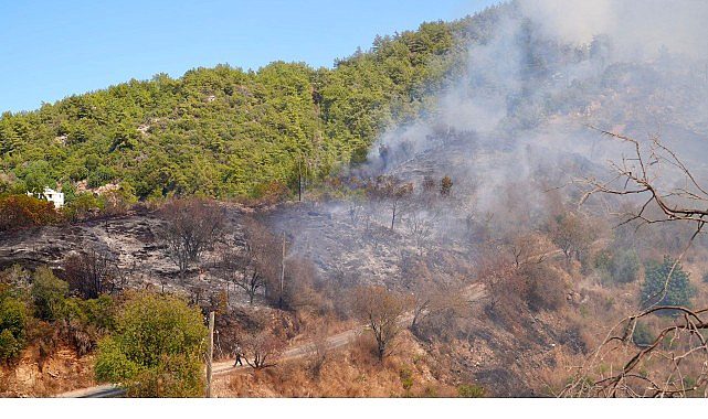 Alanya Orman Yangınına Müdahale: Büyükşehir Ekipleri Sahada, Yetkililer Bilgi Paylaşıyor